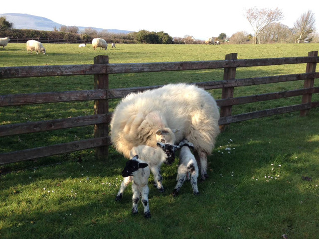 Click for larger image