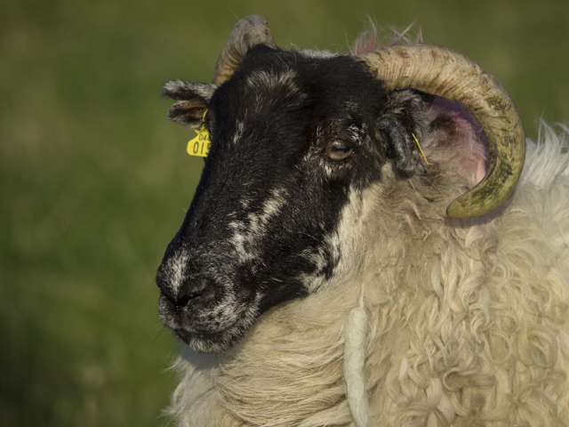 Click for larger image